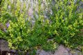 Galium lucidum